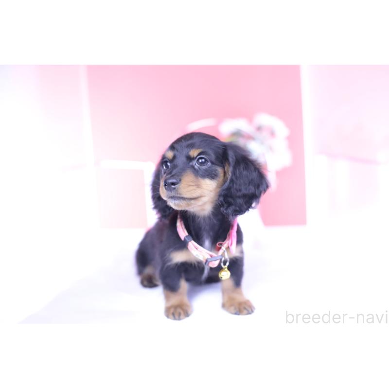 商談中の愛知県のカニンヘンダックスフンド(ロングヘアード)-432010の11枚目