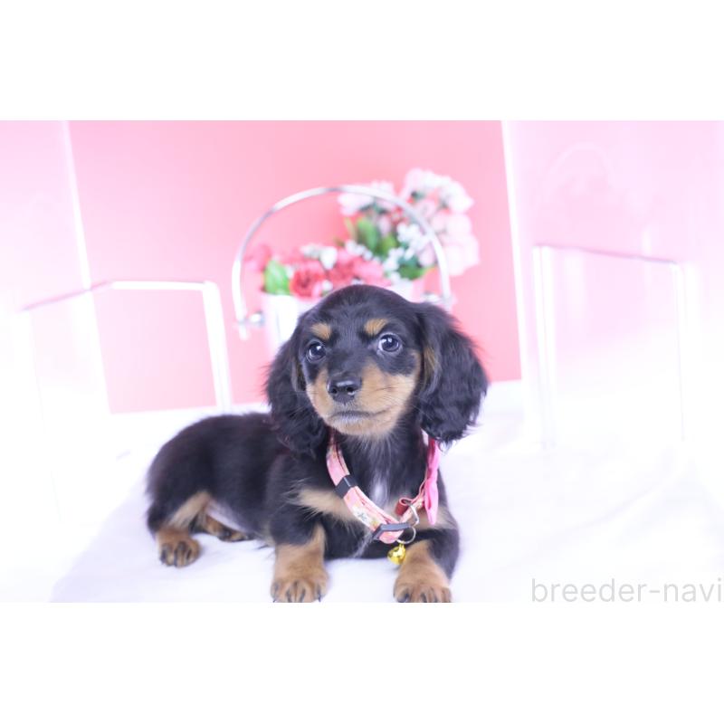 商談中の愛知県のカニンヘンダックスフンド(ロングヘアード)-432010の8枚目