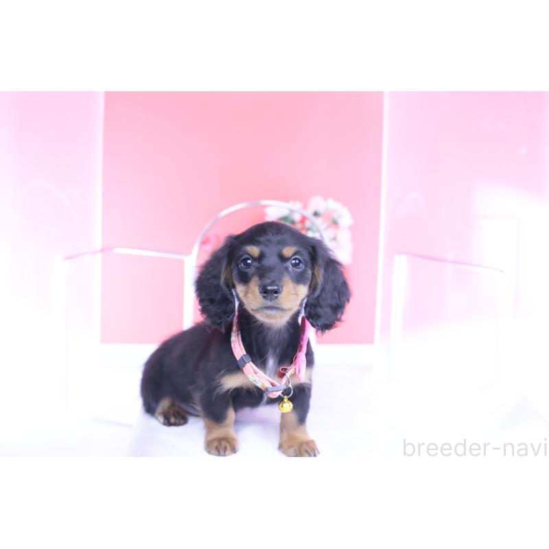 商談中の愛知県のカニンヘンダックスフンド(ロングヘアード)-432010の5枚目