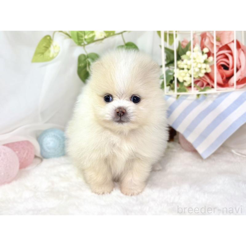 販売中の滋賀県のポメラニアン-438135の4枚目