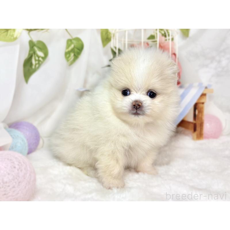 販売中の滋賀県のポメラニアン-438135の3枚目