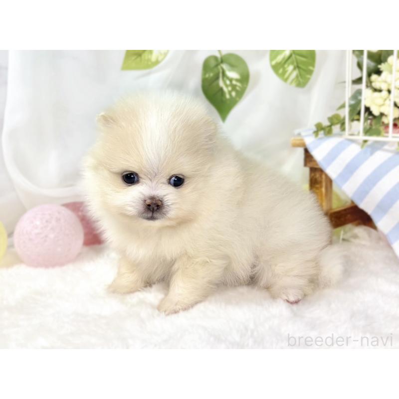 販売中の滋賀県のポメラニアン-438135の2枚目