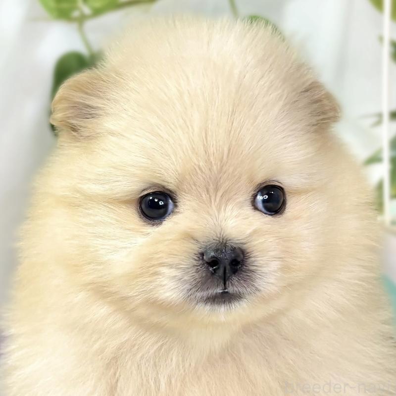 販売中の滋賀県のポメラニアン-438136