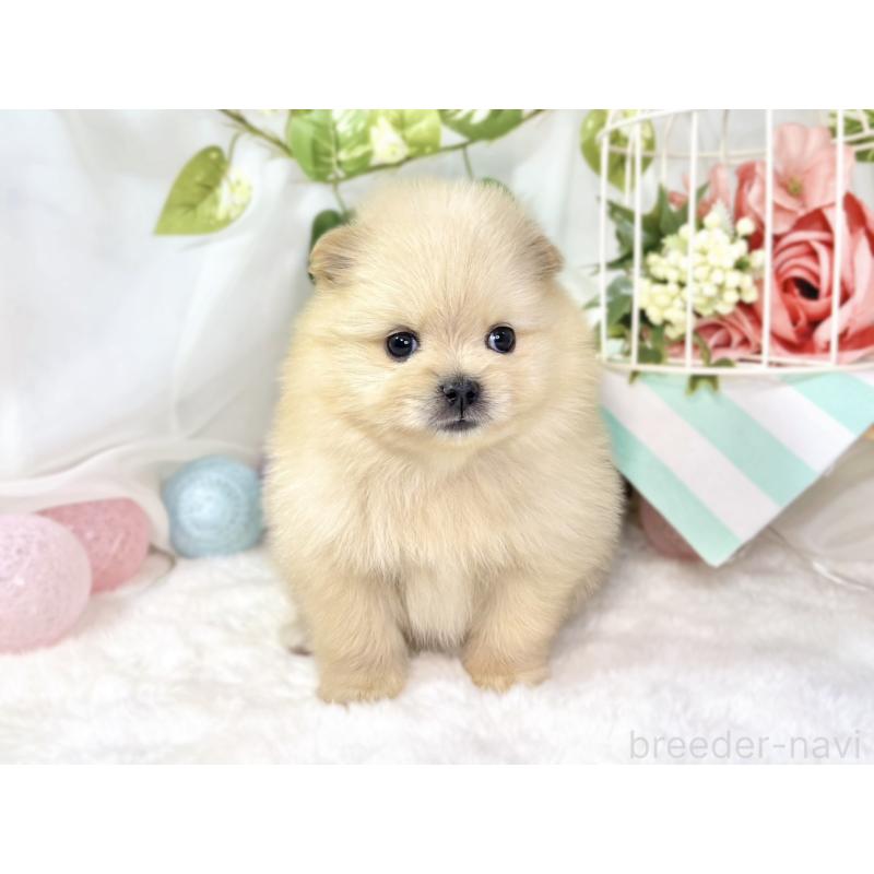 販売中の滋賀県のポメラニアン-438136の4枚目