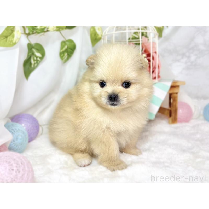 販売中の滋賀県のポメラニアン-438136の3枚目