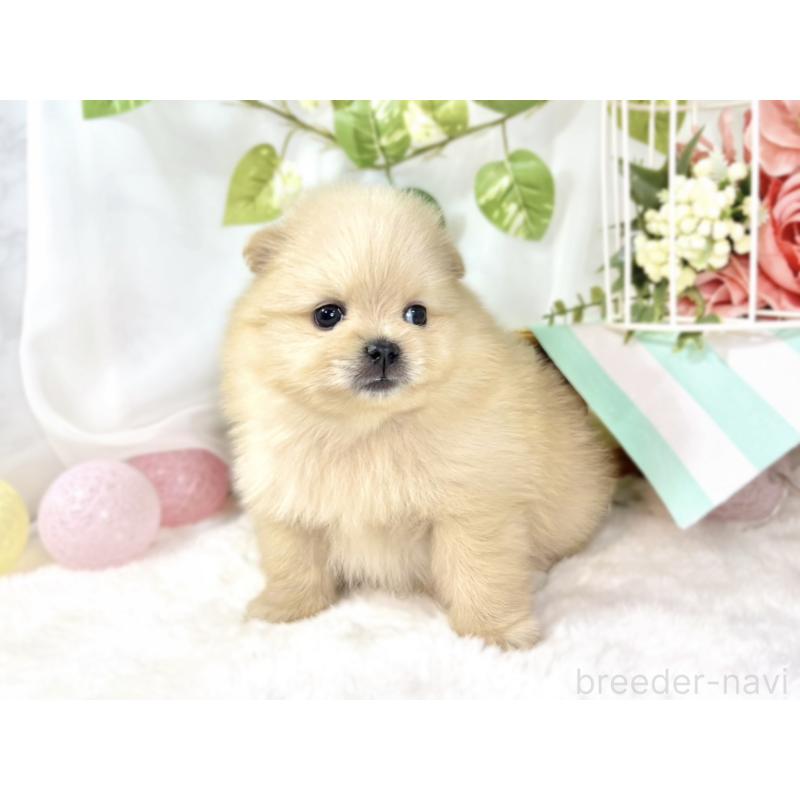 販売中の滋賀県のポメラニアン-438136の2枚目