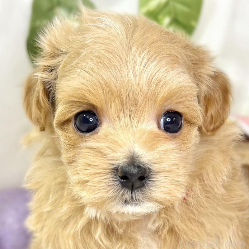 販売中の滋賀県のマルプー:マルチーズ×トイプードル-438137の1枚目