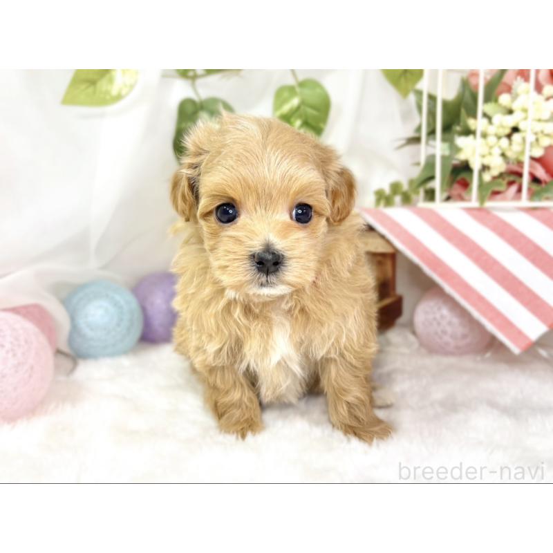 販売中の滋賀県のマルプー:マルチーズ×トイプードル-438137の4枚目