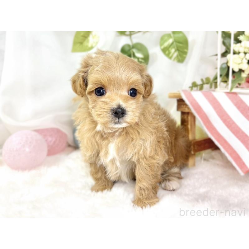 販売中の滋賀県のマルプー:マルチーズ×トイプードル-438137の3枚目