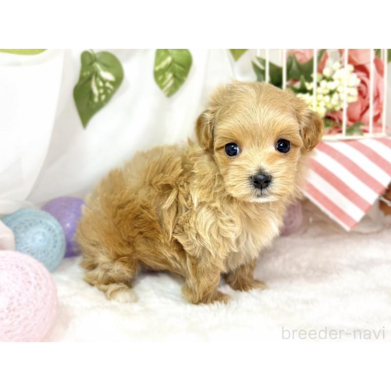 販売中の滋賀県のマルプー:マルチーズ×トイプードル-438137の2枚目