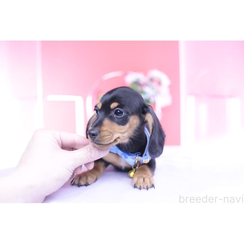 販売中の愛知県のカニンヘンダックスフンド(スムースヘアード)-432013の15枚目