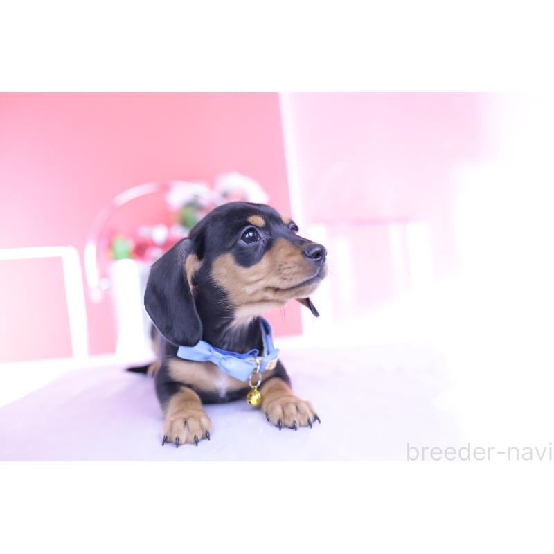 販売中の愛知県のカニンヘンダックスフンド(スムースヘアード)-432013の12枚目