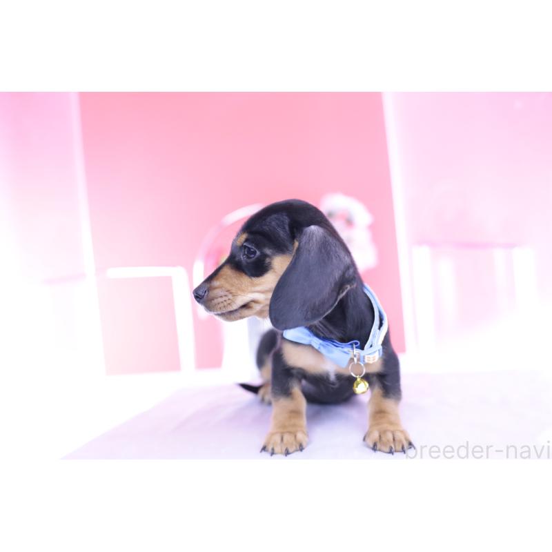 販売中の愛知県のカニンヘンダックスフンド(スムースヘアード)-432013の11枚目