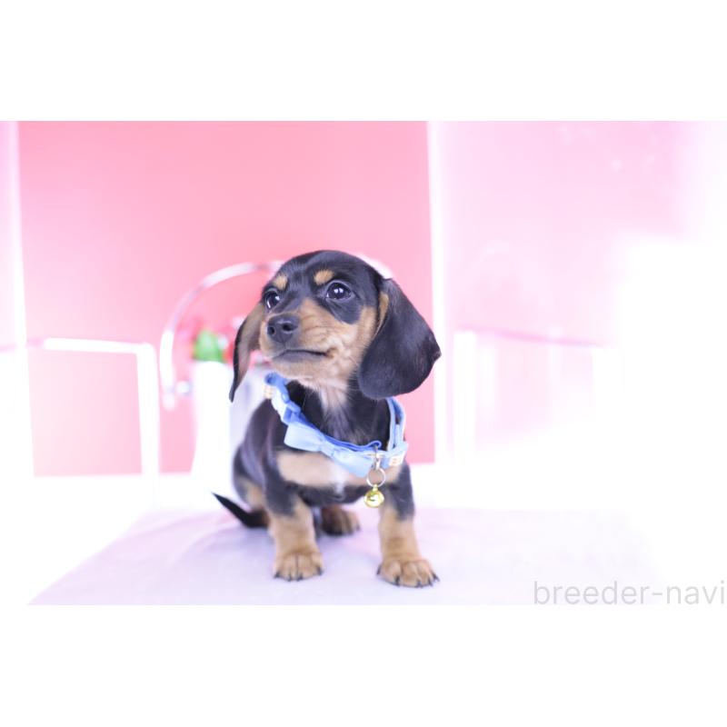 販売中の愛知県のカニンヘンダックスフンド(スムースヘアード)-432013の10枚目