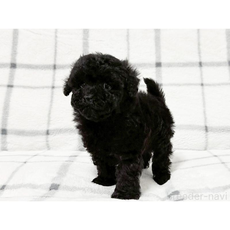 販売中の東京都のティーカッププードル-438138の6枚目