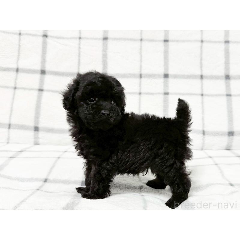 販売中の東京都のティーカッププードル-438138の5枚目