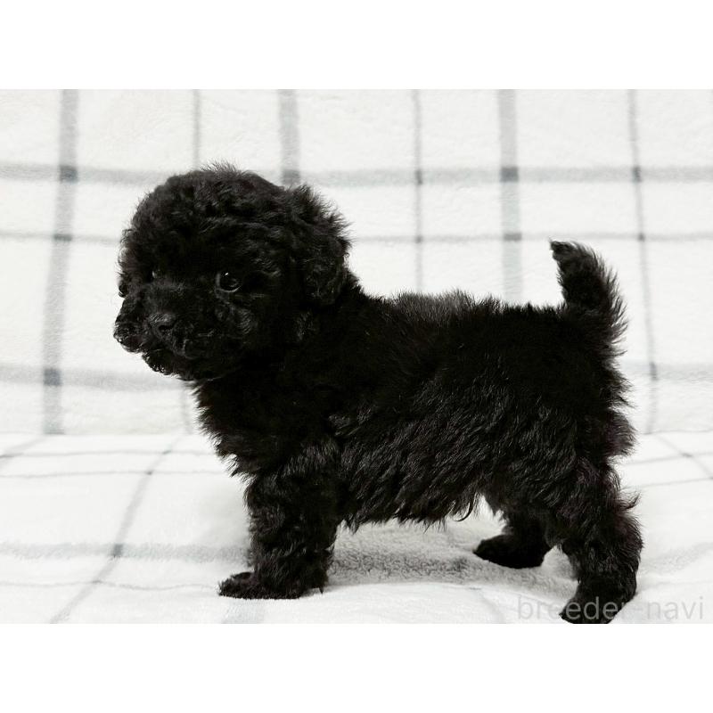 販売中の東京都のティーカッププードル-438138の4枚目