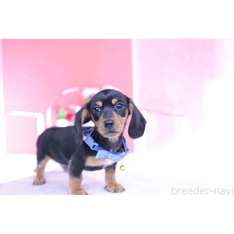 販売中の愛知県のカニンヘンダックスフンド(スムースヘアード)-432013の8枚目