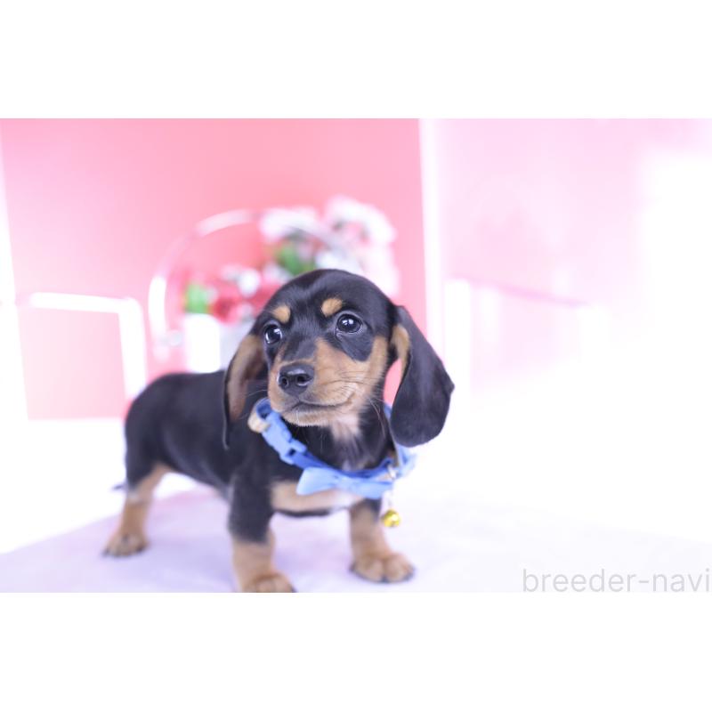 販売中の愛知県のカニンヘンダックスフンド(スムースヘアード)-432013の7枚目