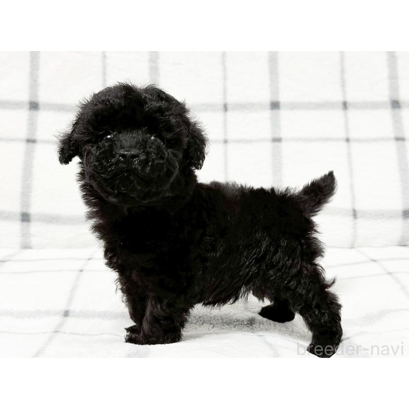 販売中の東京都のティーカッププードル-438138の3枚目