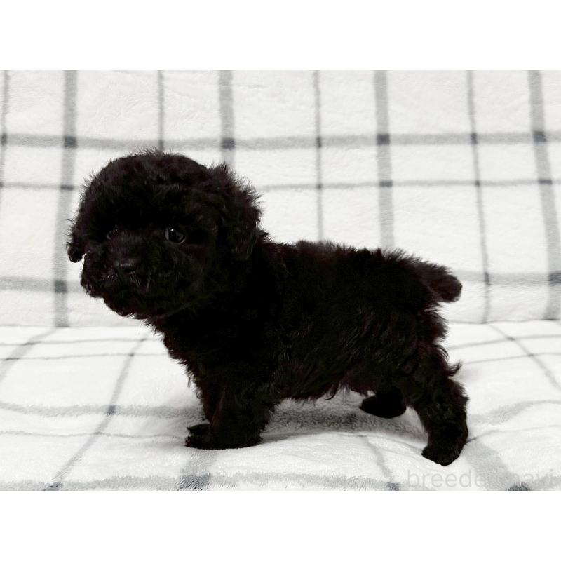 販売中の東京都のティーカッププードル-438138の2枚目