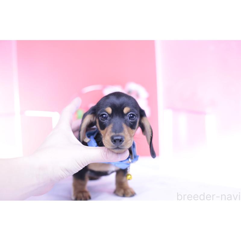 販売中の愛知県のカニンヘンダックスフンド(スムースヘアード)-432013の6枚目