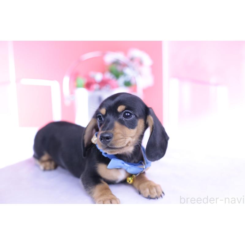 販売中の愛知県のカニンヘンダックスフンド(スムースヘアード)-432013の5枚目