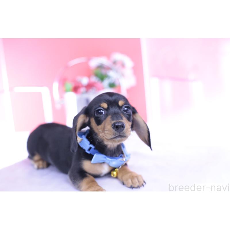 販売中の愛知県のカニンヘンダックスフンド(スムースヘアード)-432013の4枚目