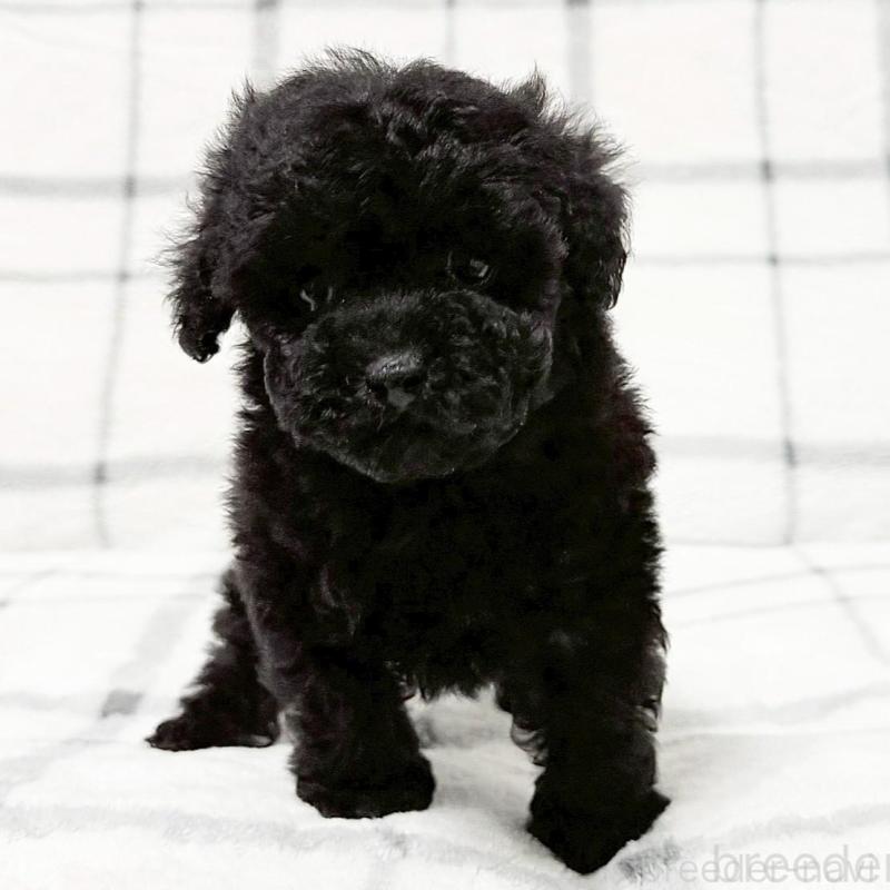 販売中の東京都のティーカッププードル-438138の1枚目