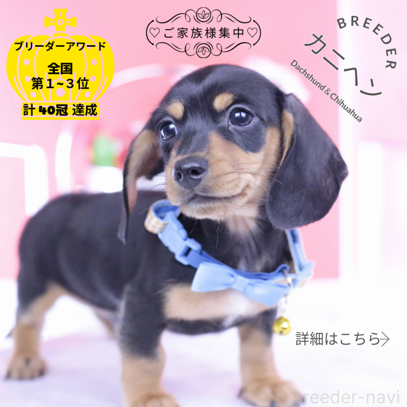 販売中の愛知県のカニンヘンダックスフンド(スムースヘアード)-432013