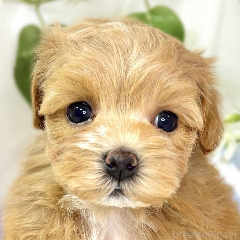 販売中の滋賀県のマルプー:マルチーズ×トイプードル-438139の1枚目