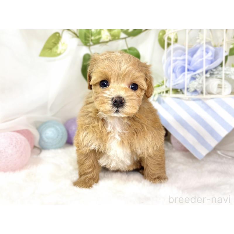 販売中の滋賀県のマルプー:マルチーズ×トイプードル-438139の4枚目