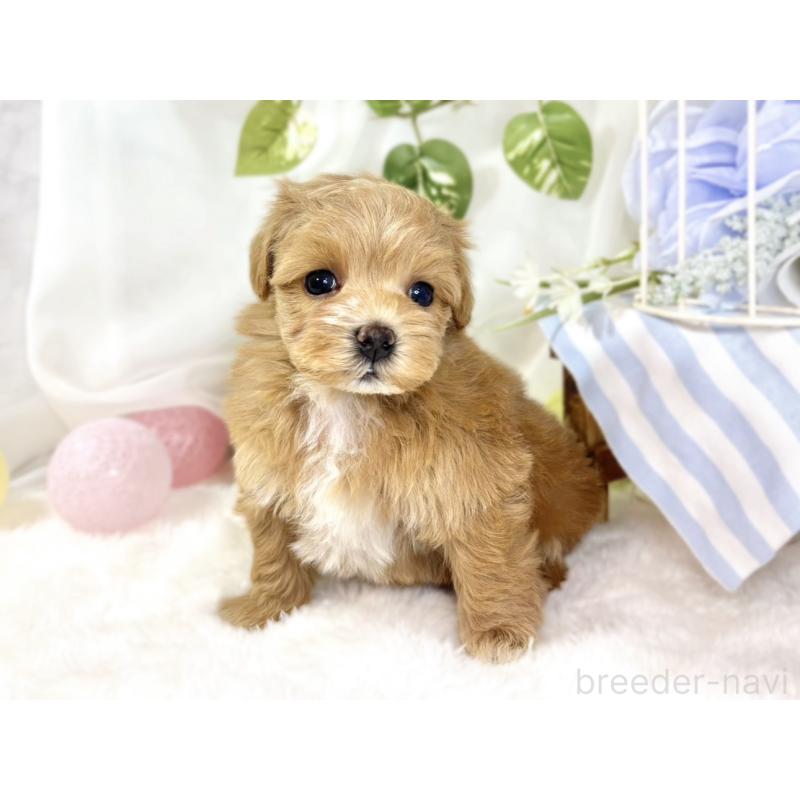 販売中の滋賀県のマルプー:マルチーズ×トイプードル-438139の3枚目