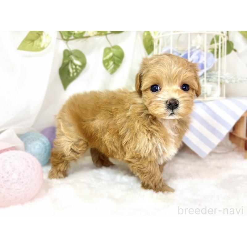 販売中の滋賀県のマルプー:マルチーズ×トイプードル-438139の2枚目