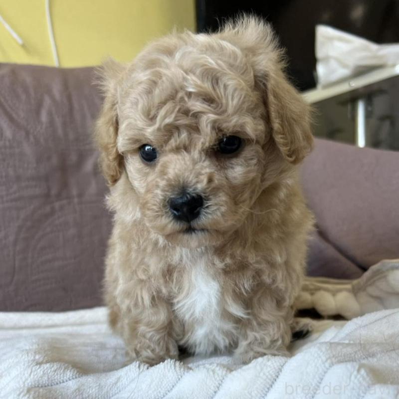 販売中の茨城県のビションプー:ビションフリーゼ×トイプードル-438141の6枚目