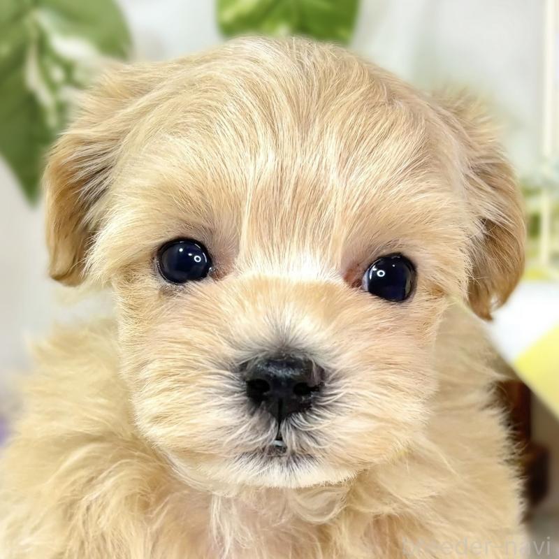 販売中の滋賀県のマルプー:マルチーズ×トイプードル-438140の1枚目