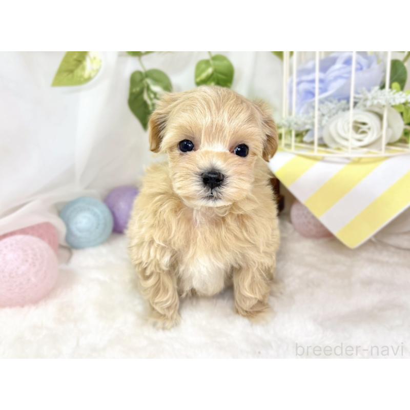 販売中の滋賀県のマルプー:マルチーズ×トイプードル-438140の3枚目