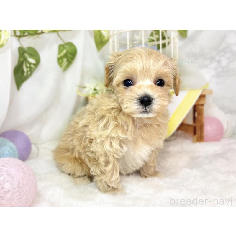 販売中の滋賀県のマルプー:マルチーズ×トイプードル-438140の4枚目