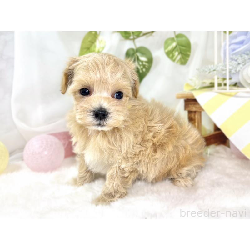 販売中の滋賀県のマルプー:マルチーズ×トイプードル-438140の2枚目