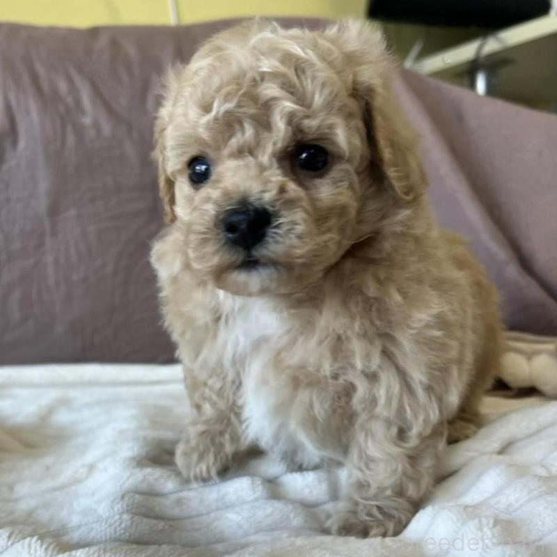 販売中の茨城県のビションプー:ビションフリーゼ×トイプードル-438141の5枚目