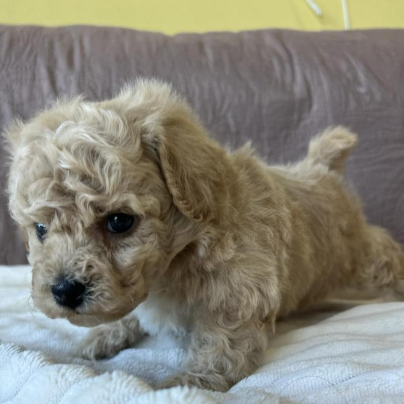 販売中の茨城県のビションプー:ビションフリーゼ×トイプードル-438141の3枚目