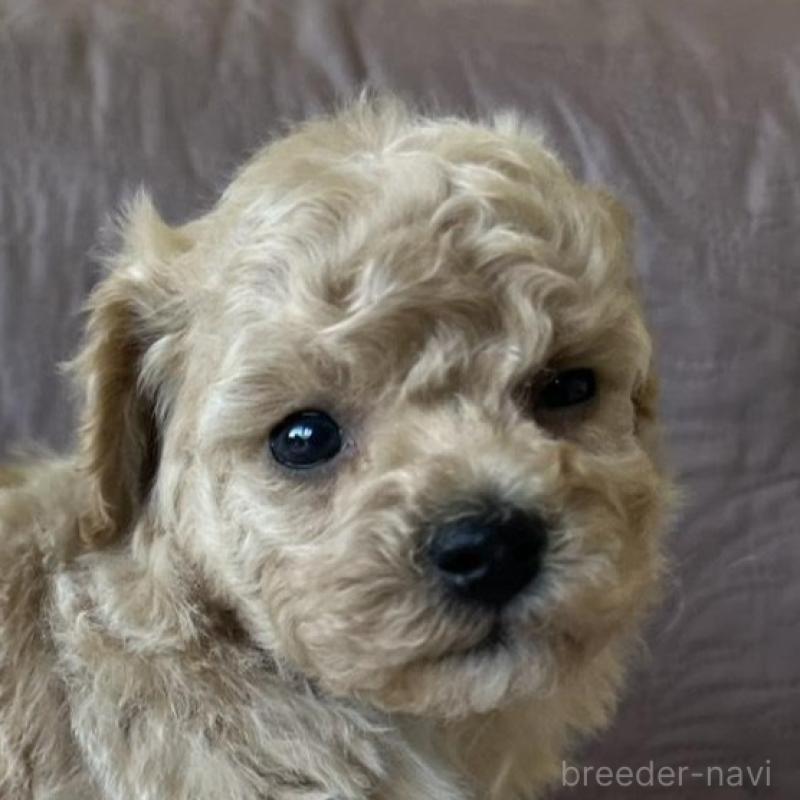 販売中の茨城県のビションプー:ビションフリーゼ×トイプードル-438141