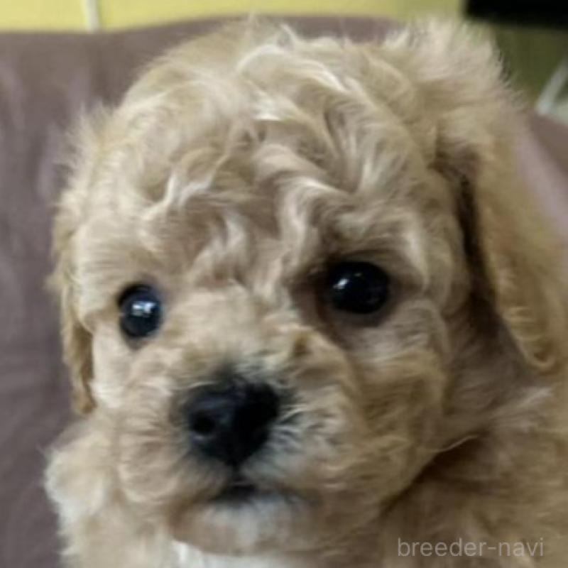 販売中の茨城県のビションプー:ビションフリーゼ×トイプードル-438141の2枚目