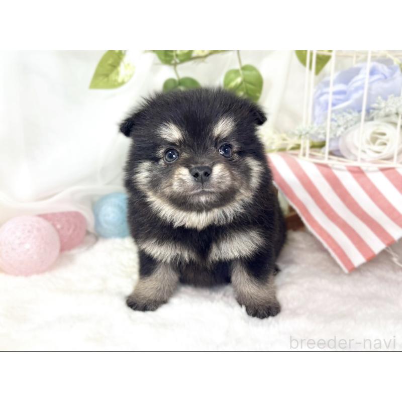 販売中の滋賀県のポメチワ:ポメラニアン×チワワ-438142の4枚目