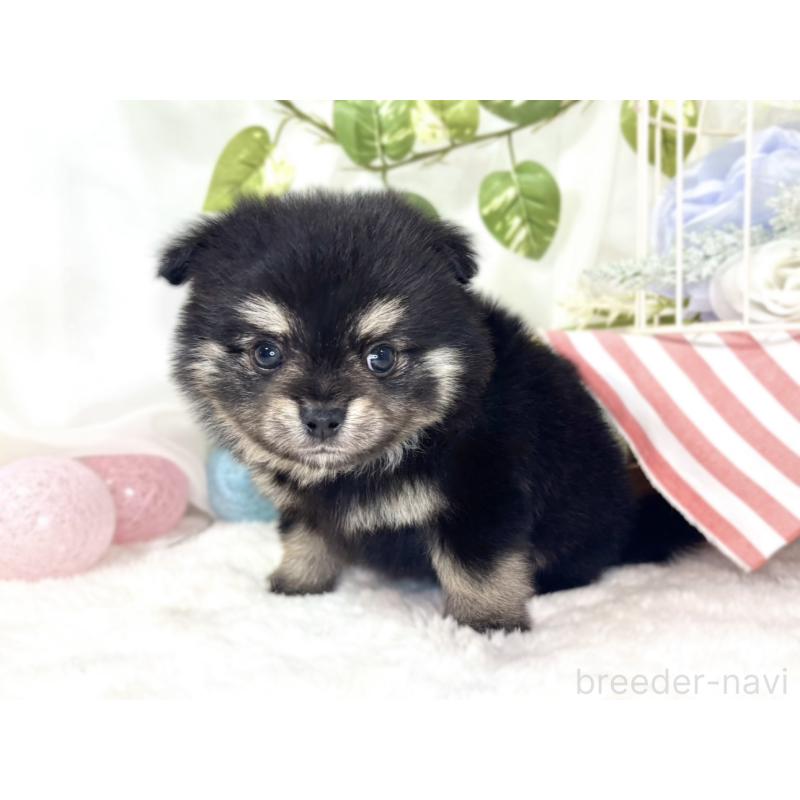 販売中の滋賀県のポメチワ:ポメラニアン×チワワ-438142の3枚目