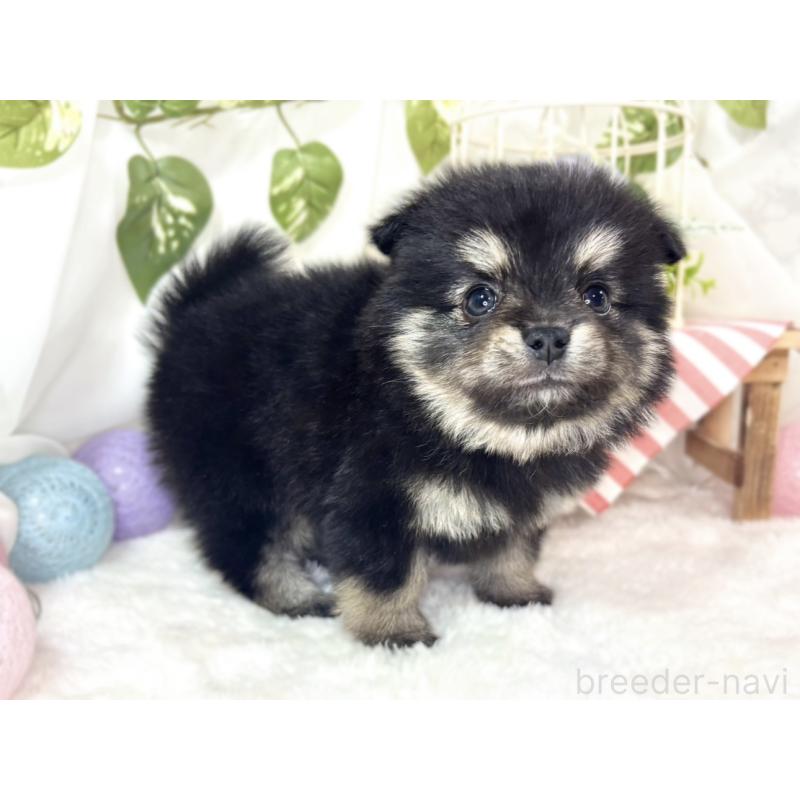 販売中の滋賀県のポメチワ:ポメラニアン×チワワ-438142の2枚目