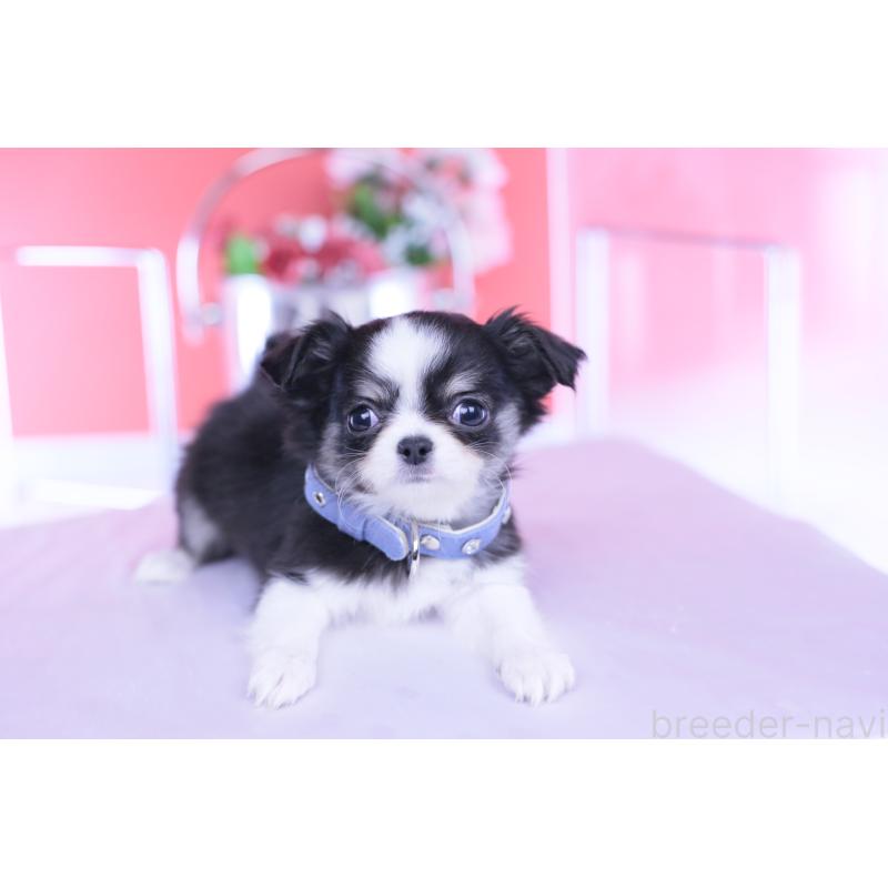 販売中の愛知県のチワワ(ロングコート)-432084の15枚目