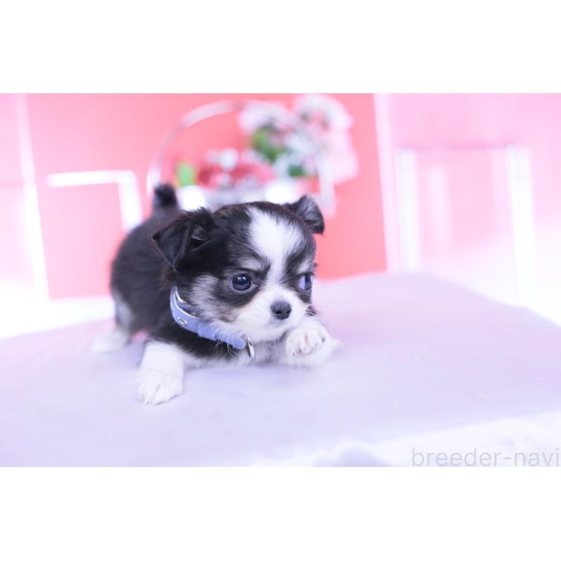 販売中の愛知県のチワワ(ロングコート)-432084の14枚目