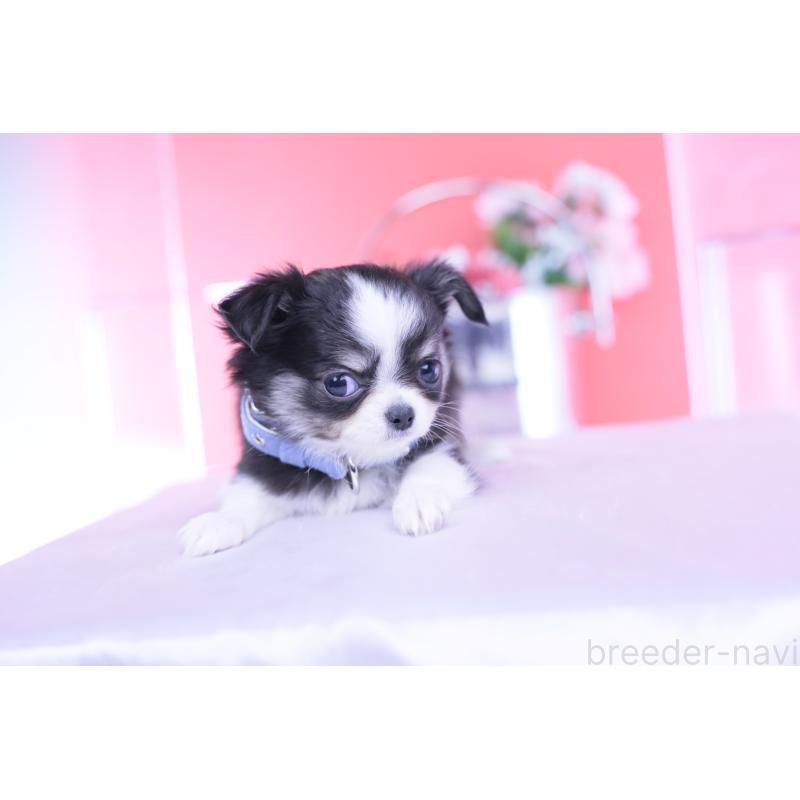 販売中の愛知県のチワワ(ロングコート)-432084の13枚目