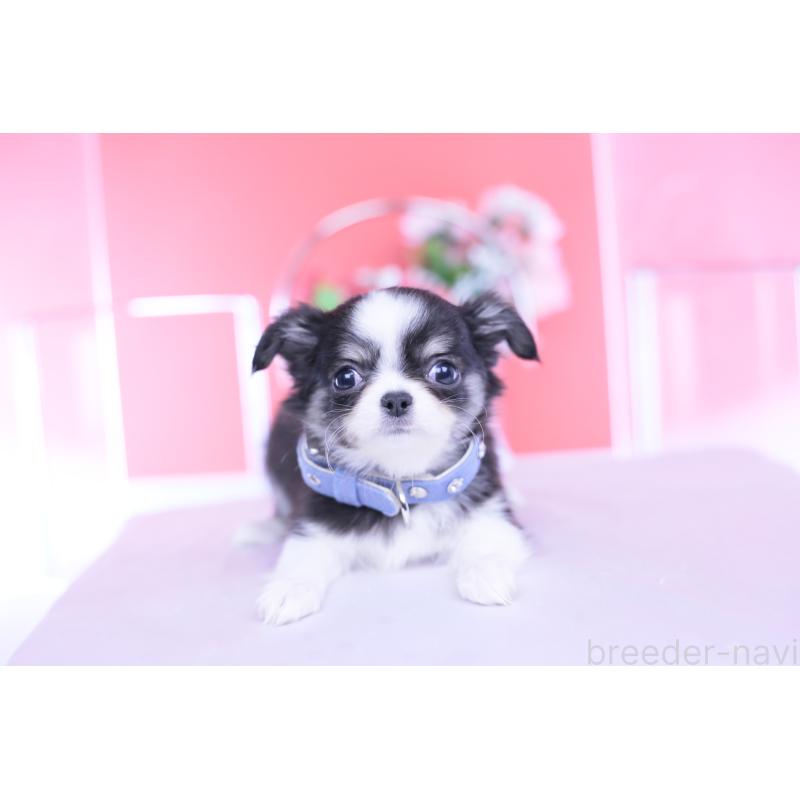 販売中の愛知県のチワワ(ロングコート)-432084の12枚目